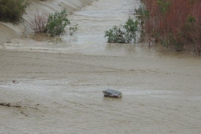 Una maleta soportando la corriente.