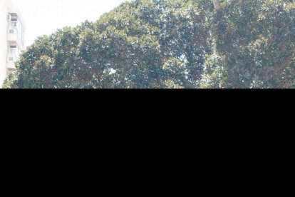 El sol ‘ilumina’ a los cofrades  de La Borriquita. Fotos: Fran Muñoz