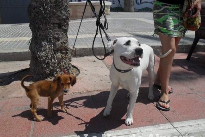 El sonido de las olas llega a la radio un día más a través de los micrófonos