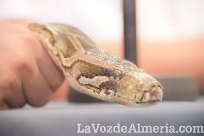 La Feria del Mediodía comienza plagada de gente y color en la caseta.