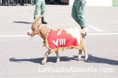 Más de 3.000 personas asisten al 95 aniversario de La Legión.El ministro de Defensa Morenés preside un acto conmemorativo que coincide co