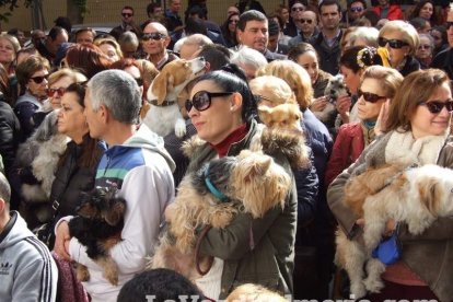 San Antón llena el casco histórico de mascotas