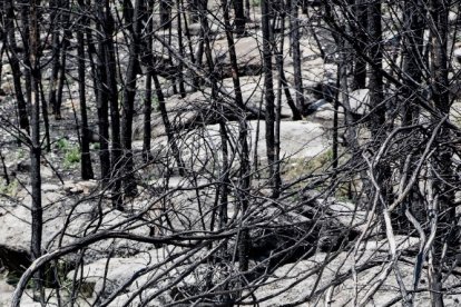 Clemente Jiménez colabora en un proyecto benéfico para repoblar los bosques.