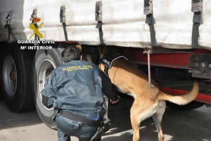 Los agentes de la Guardia Civil cuentan con la ayuda de perros para la localización de polizones.