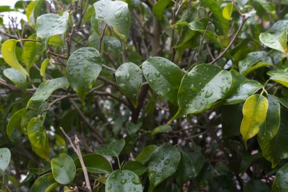 Un agua más que necesaria en la provincia de Almería.