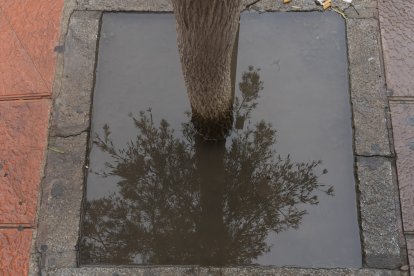 Agua acumulada en un alcorque.