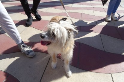 Almería fue una de las localidades que se unió a esta convocatoria nacional.