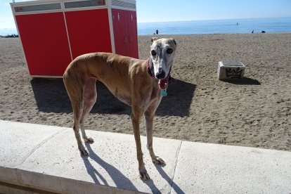 Almería fue una de las localidades que se unió a esta convocatoria nacional.