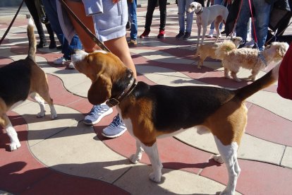 Almería fue una de las localidades que se unió a esta convocatoria nacional.