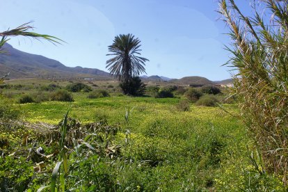 Vinagreras de Los Escullos.