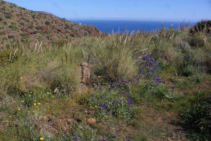 Flores y paisaje en el mirador de la Amatista.