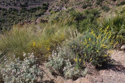 Flores en el mirador de la Amatista.