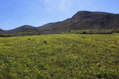 Paisaje floral en Rodalquilar.