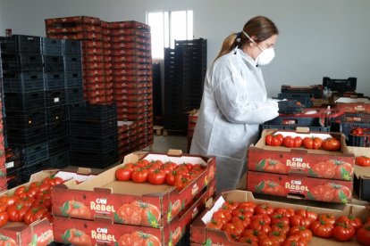 La cooperativa CASI, envasado agricultora en finca con EPIs.