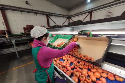 Envasado tomate REBEL.