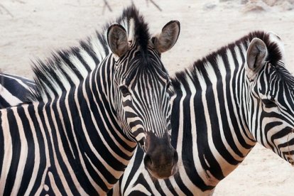 Cebras en el Oasys Minihollywood Reserva zoologica.