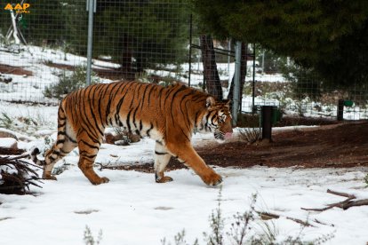 Un tigre del AAP Primadomus de Villena (Alicante) disfruta de la nieve.