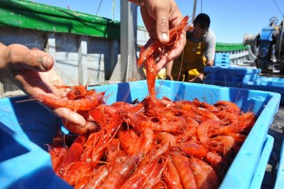 Gamba roja a bordo de una embarcación del Puerto de Almería.