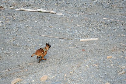 Ejercicio con la unidad canina.