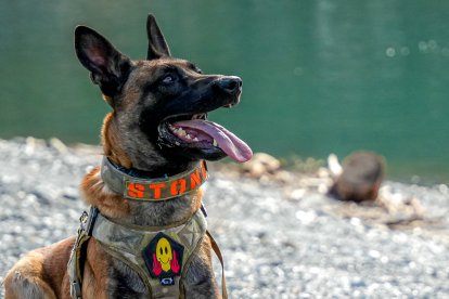 Un juego, un trabajo, un compañero.