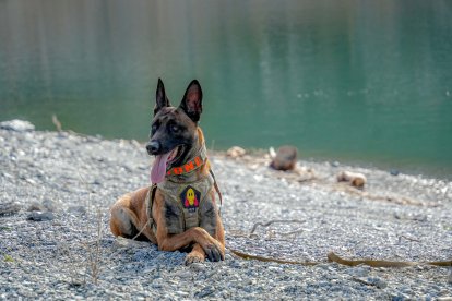 Un juego, un trabajo, un compañero.