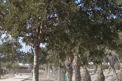 Se ha colocado gravilla en algunas zonas para evitar evaporación de agua