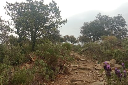 Senda de este recorrido.