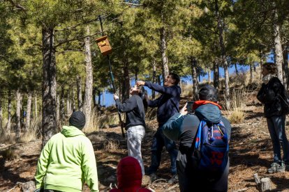 Una caja nido es colocada en uno de los pinos de La Sierra de los Filabres mientras jugadores de El Toyo Basket vigilan la operación.