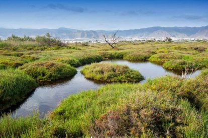 Ribera de la Algaida