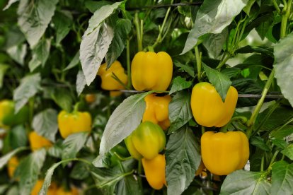 Pimiento Gasol de Semillas Fitó.