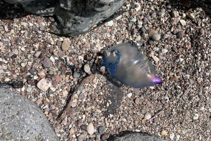 Carabela portuguesa en Cala Higuera.