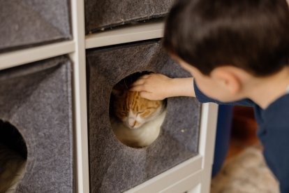 Casa Charly tiene una colonia de gatos en la entrada o zaguán del alojamiento.