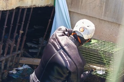 Lugar entre los barrotes por el que fue introducida y sacada la jaula para rescatar al felino.