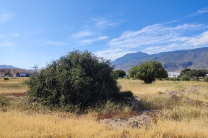 Parte de la zona donde se ha aprobado una futura posible construcción de viviendas en El Ejido.