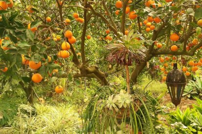 Imagen cedida por el propietario.