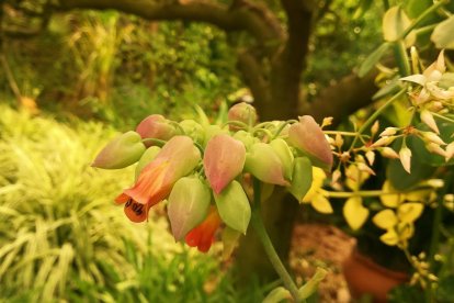 Imagen cedida por el propietario.