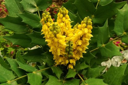 Imagen cedida por el propietario.