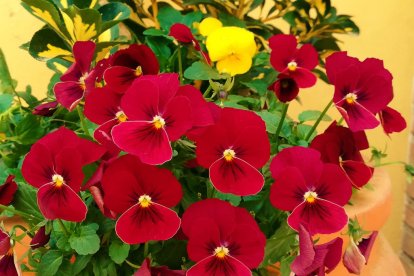 Imagen cedida por el propietario.