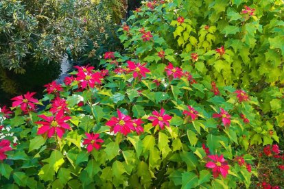 Imagen cedida por el propietario.