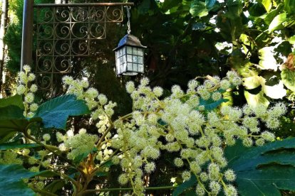 Imagen cedida por el propietario.