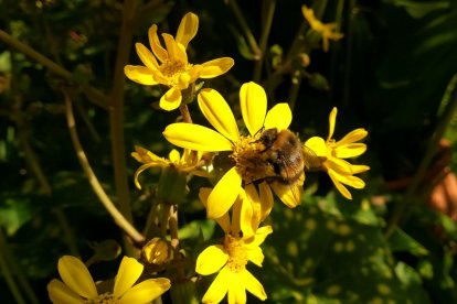 Imagen cedida por el propietario.