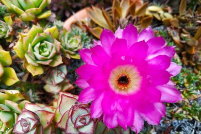 Imagen cedida por el propietario.