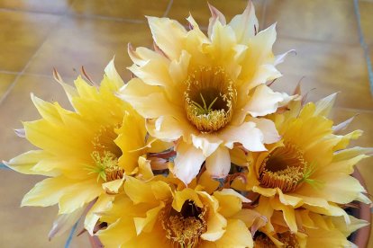 Imagen cedida por el propietario.