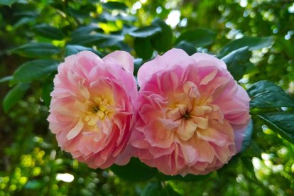 Imagen cedida por el propietario.