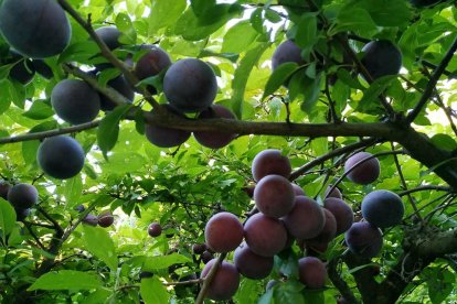 Imagen cedida por el propietario.