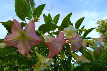 Imagen cedida por el propietario.