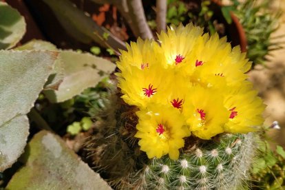 Imagen cedida por el propietario.