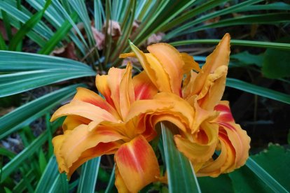 Imagen cedida por el propietario.