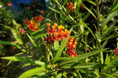 Imagen cedida por el propietario.