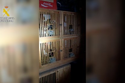 La vivienda estaba dedicada a la cría legal de animales